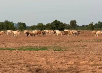 Guinée : le gouvernement interdit la divagation des animaux durant la campagne agricole