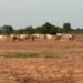Guinée : le gouvernement interdit la divagation des animaux durant la campagne agricole